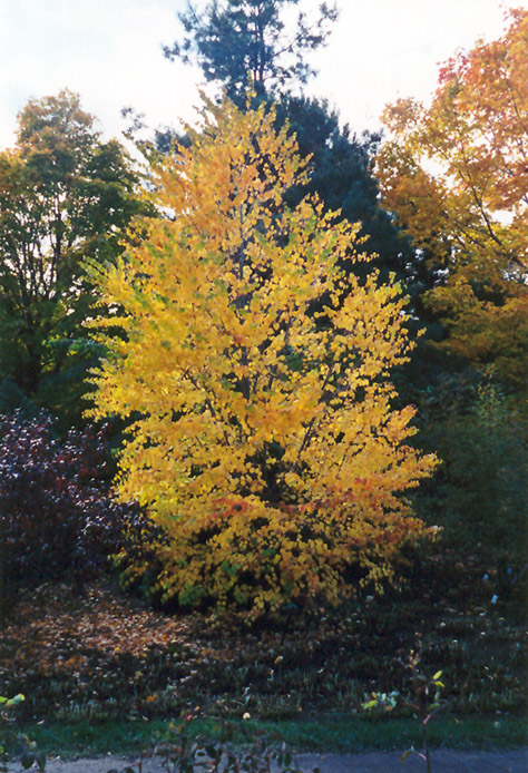 Katsura Tree (Cercidiphyllum japonicum) at Glenwild Garden Center