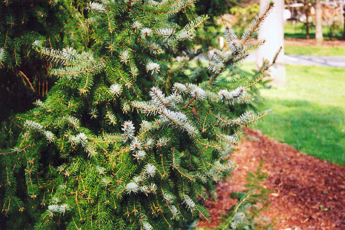 Serbian Spruce (Picea omorika) at Glenwild Garden Center