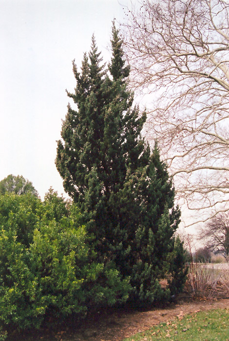 Robusta Juniper (Juniperus chinensis 'Robusta') at Glenwild Garden Center