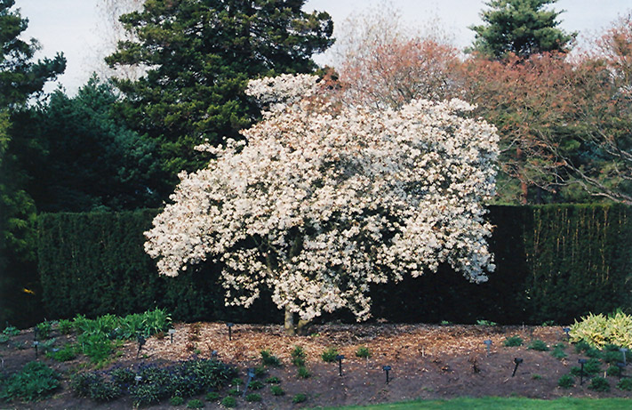 Star Magnolia (Magnolia stellata) at Glenwild Garden Center