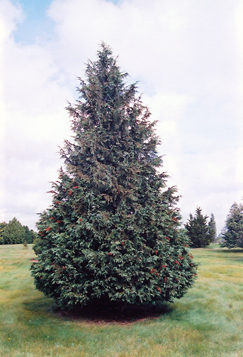 Blue Nootka Cypress (Chamaecyparis nootkatensis 'Glauca') at Glenwild Garden Center