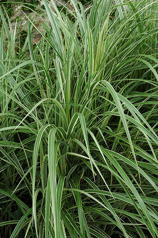 Variegated Silver Grass (Miscanthus sinensis 'Variegatus') at Glenwild Garden Center