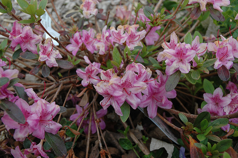 Compact Korean Azalea (Rhododendron yedoense 'Poukhanense Compacta') at Glenwild Garden Center