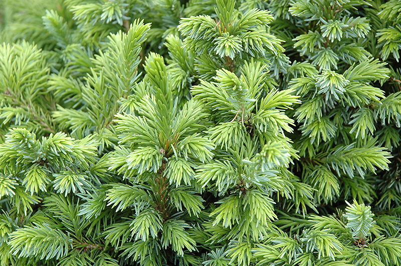 Dwarf Serbian Spruce (Picea omorika 'Nana') at Glenwild Garden Center
