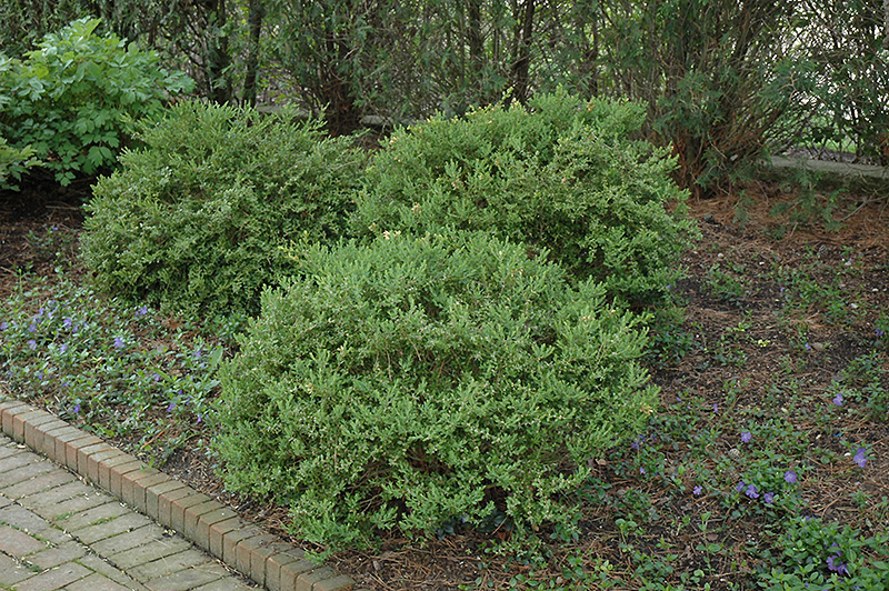 Wintergreen Boxwood (Buxus microphylla 'Wintergreen') at Glenwild Garden Center