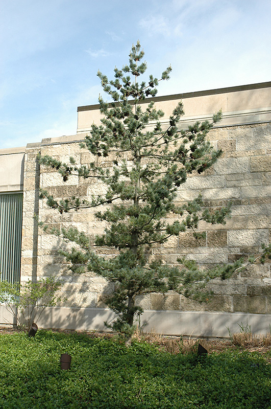 Japanese White Pine (Pinus parviflora) at Glenwild Garden Center