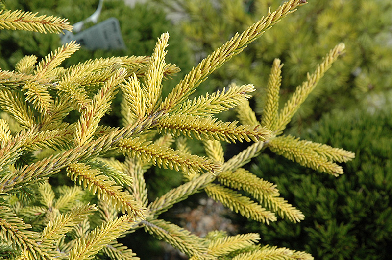 Skylands Golden Spruce (Picea orientalis 'Skylands') at Glenwild Garden Center