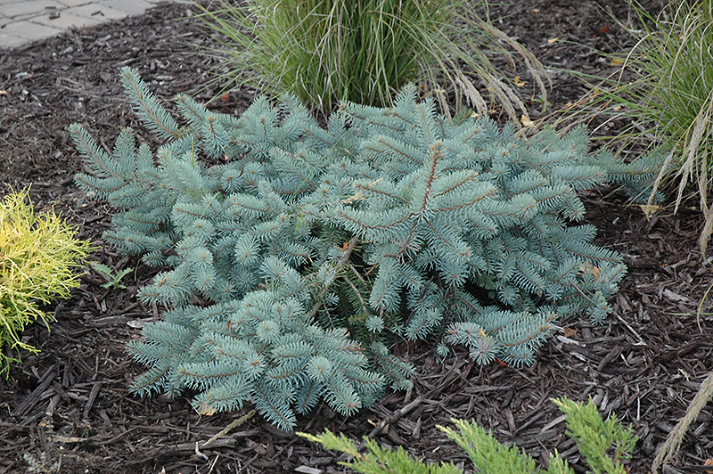 Procumbens Spruce (Picea pungens 'Procumbens') at Glenwild Garden Center
