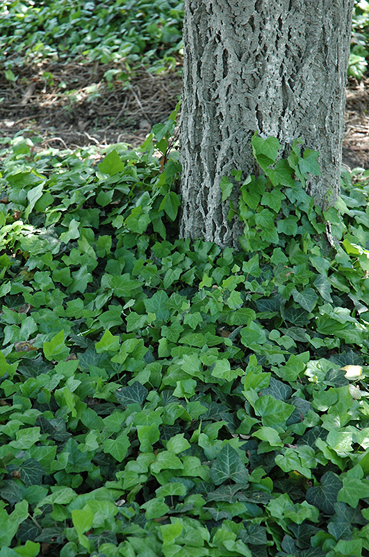 Baltic Ivy (Hedera helix 'Baltica') at Glenwild Garden Center