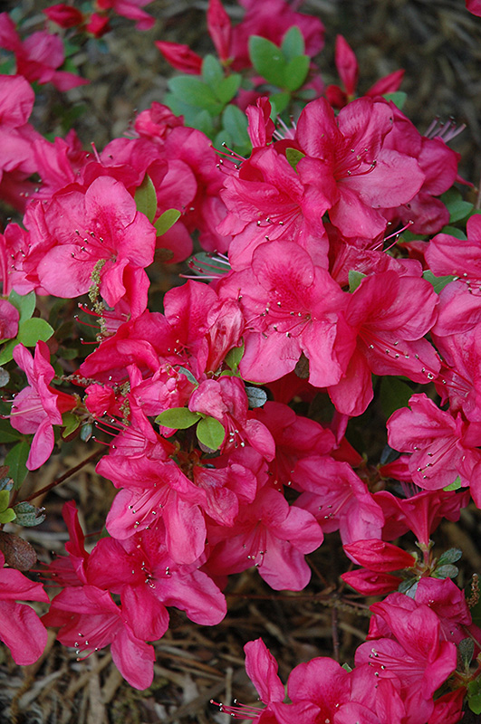 Mother's Day Azalea (Rhododendron 'Mother's Day') at Glenwild Garden Center