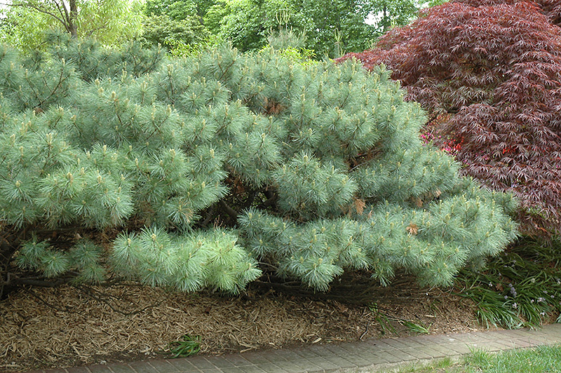Dwarf White Pine (Pinus strobus 'Nana') at Glenwild Garden Center