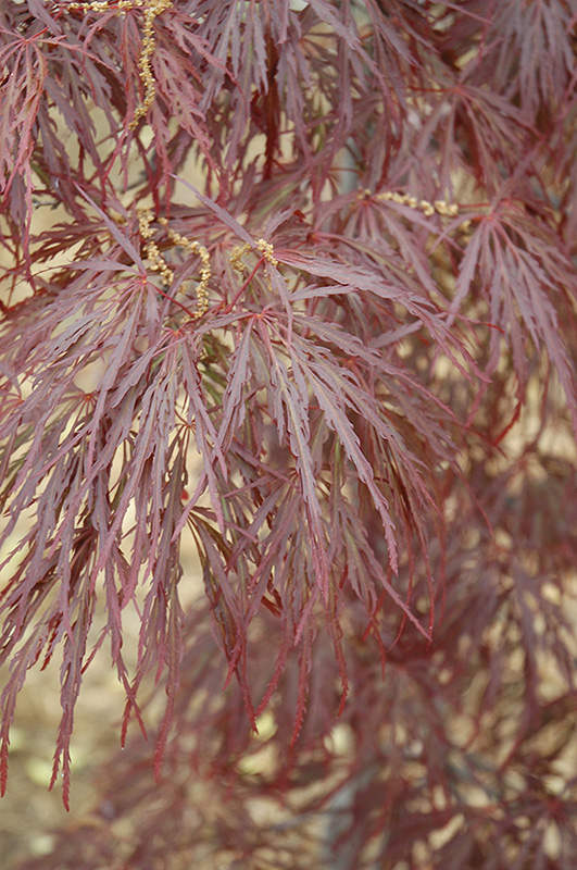 Garnet Cutleaf Japanese Maple (Acer palmatum 'Garnet') at Glenwild Garden Center