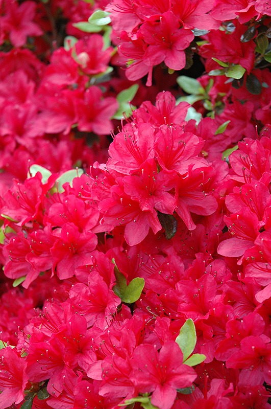 Hino Crimson Azalea (Rhododendron 'Hino Crimson') at Glenwild Garden Center