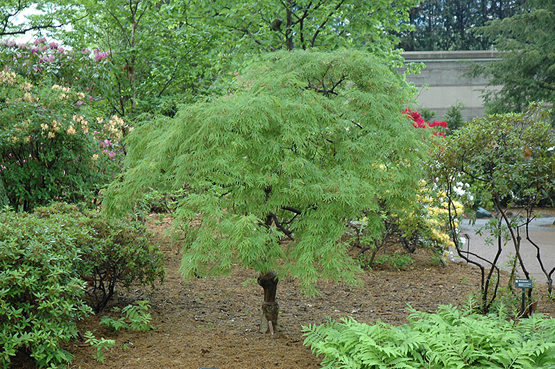 Cutleaf Japanese Maple (Acer palmatum 'Dissectum') at Glenwild Garden Center