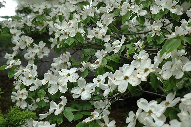 Cherokee Princess Flowering Dogwood (Cornus florida 'Cherokee Princess') at Glenwild Garden Center