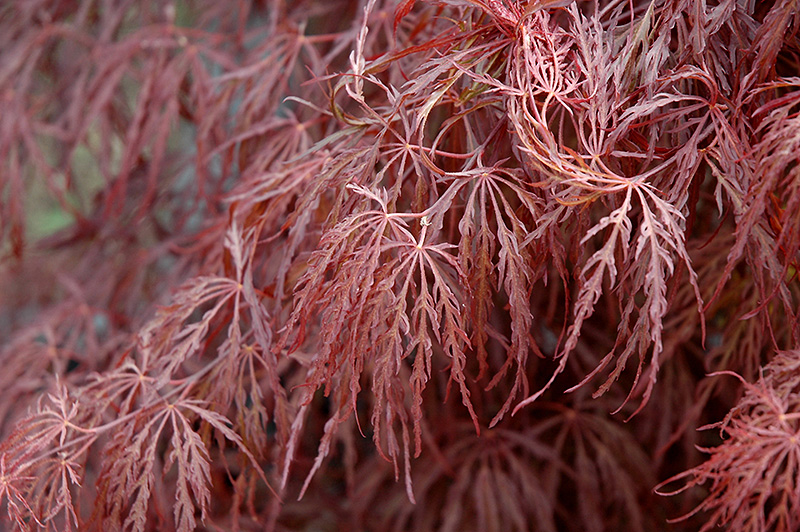 Crimson Queen Japanese Maple (Acer palmatum 'Crimson Queen') at Glenwild Garden Center
