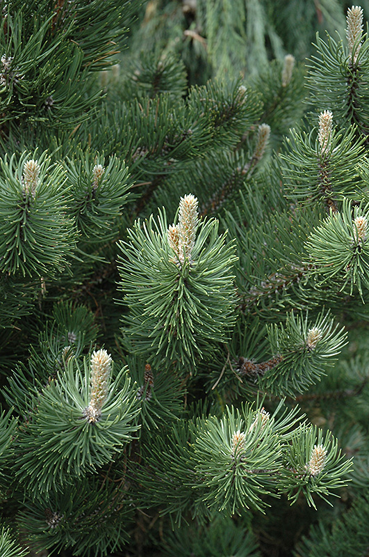 Oregon Green Austrian Pine (Pinus nigra 'Oregon Green') at Glenwild Garden Center
