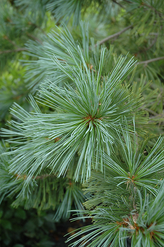 Vanderwolf's Pyramid Pine (Pinus flexilis 'Vanderwolf's Pyramid') at Glenwild Garden Center