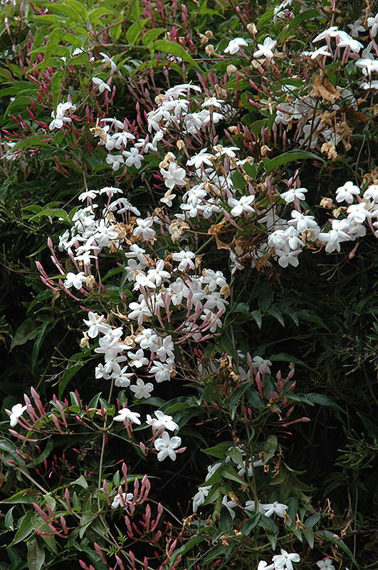 Climbing Jasmine (Jasminum polyanthum) at Glenwild Garden Center