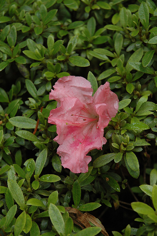 Gumpo Pink Azalea (Rhododendron 'Gumpo Pink') at Glenwild Garden Center