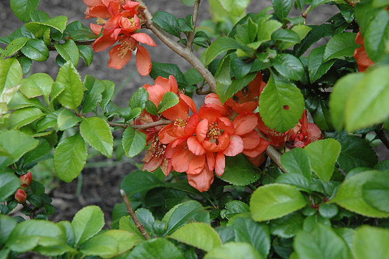 Orange Beauty Flowering Quince (Chaenomeles japonica 'Orange Beauty') at Glenwild Garden Center