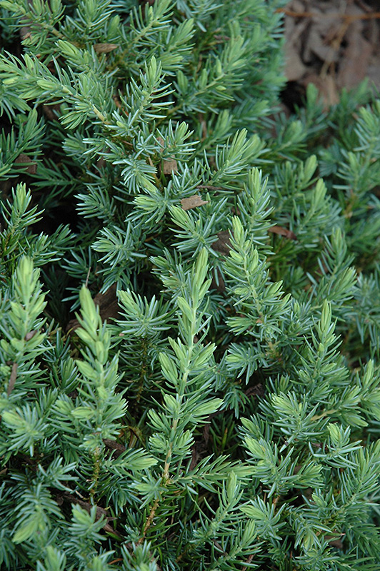 Blue Pacific Shore Juniper (Juniperus conferta 'Blue Pacific') at Glenwild Garden Center
