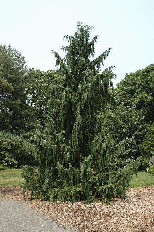 Blue Weeping Nootka Cypress (Chamaecyparis nootkatensis 'Glauca Pendula') at Glenwild Garden Center