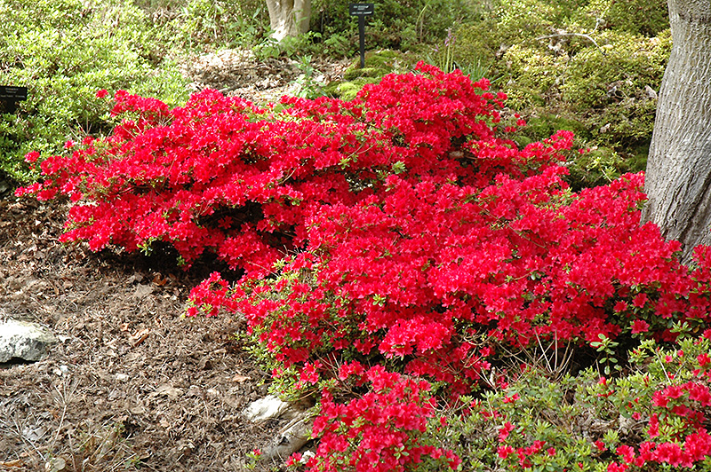 Hino Crimson Azalea (Rhododendron 'Hino Crimson') at Glenwild Garden Center