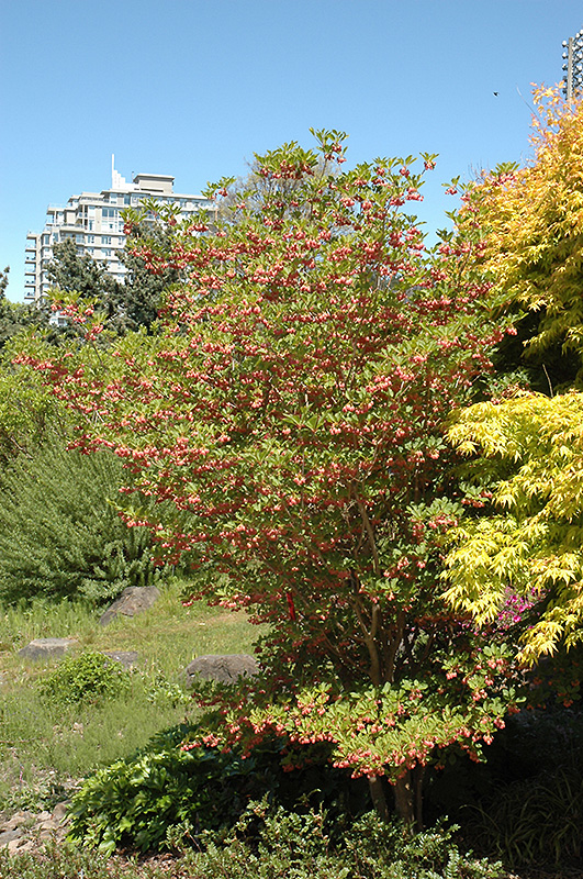 Redvein Enkianthus (Enkianthus campanulatus) at Glenwild Garden Center
