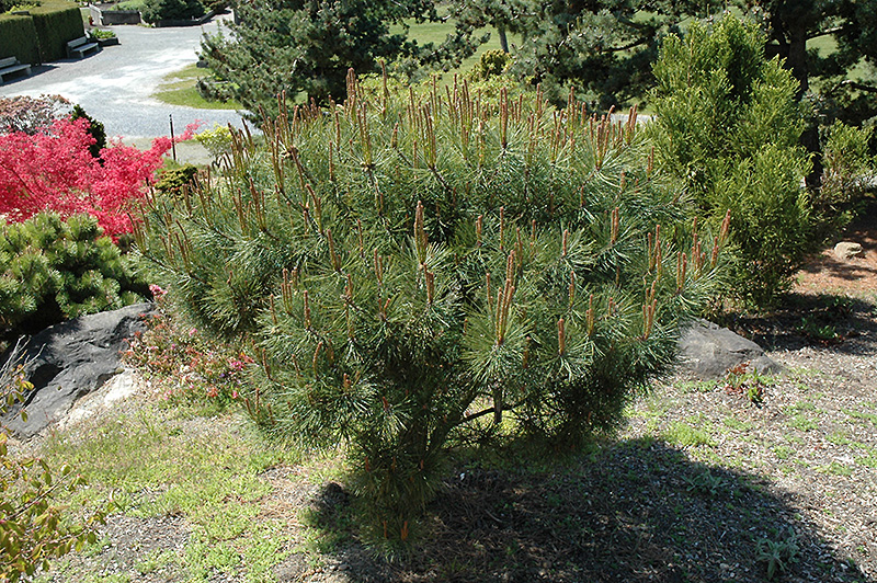Japanese Umbrella Pine (Pinus densiflora 'Umbraculifera') at Glenwild Garden Center