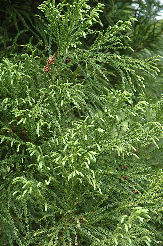 Yoshino Japanese Cedar (Cryptomeria japonica 'Yoshino') at Glenwild Garden Center