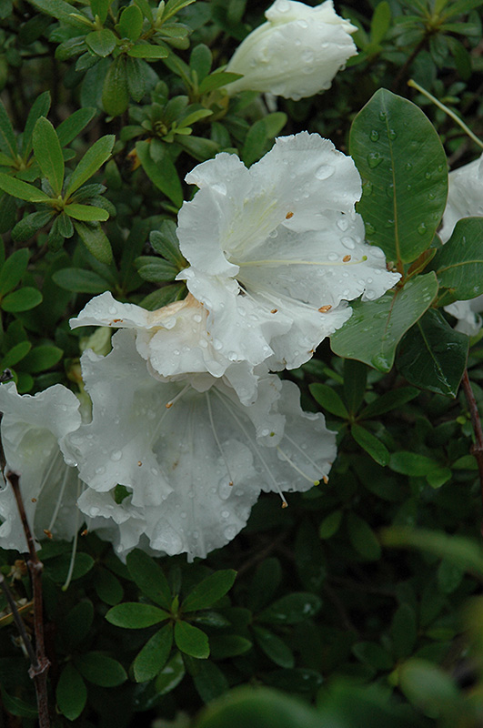 Gumpo White Azalea (Rhododendron 'Gumpo White') at Glenwild Garden Center