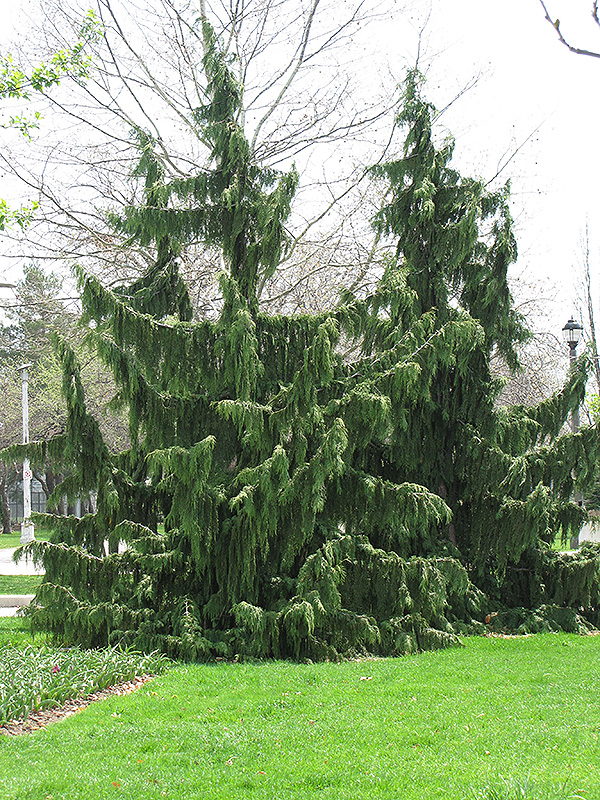 Nootka Cypress (Chamaecyparis nootkatensis) at Glenwild Garden Center