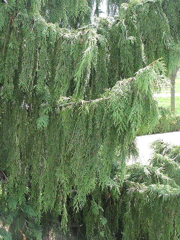 Nootka Cypress (Chamaecyparis nootkatensis) at Glenwild Garden Center