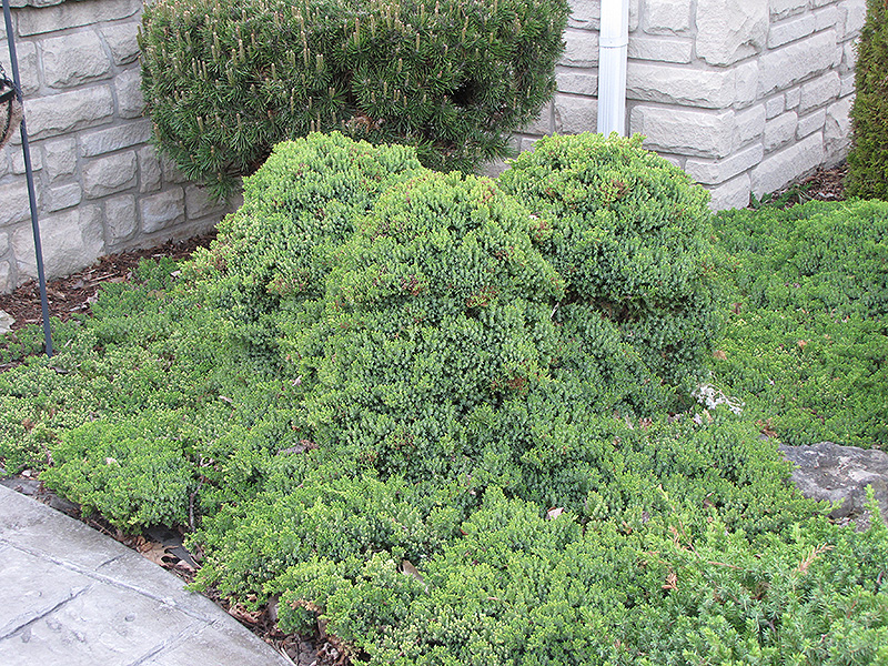 Dwarf Japgarden Juniper (Juniperus procumbens 'Nana') at Glenwild Garden Center