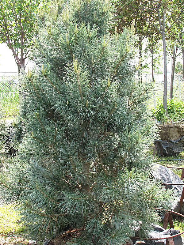 Vanderwolf's Pyramid Pine (Pinus flexilis 'Vanderwolf's Pyramid') at Glenwild Garden Center