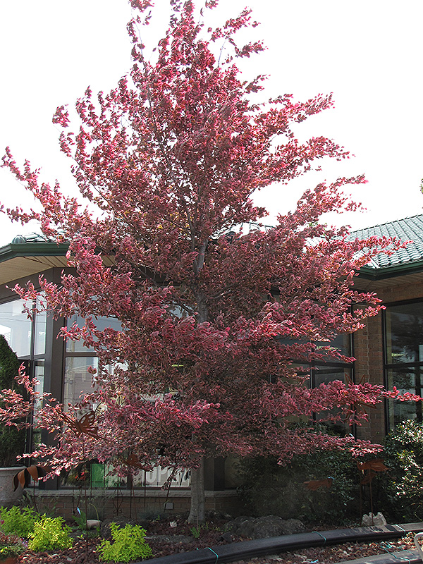 Tricolor Beech (Fagus sylvatica 'Roseomarginata') at Glenwild Garden Center