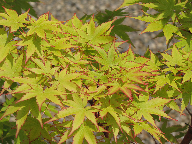 Coral Bark Japanese Maple (Acer palmatum 'Sango Kaku') at Glenwild Garden Center