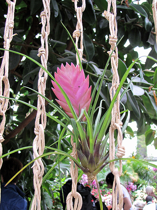 Pink Quill (Tillandsia cyanea) at Glenwild Garden Center