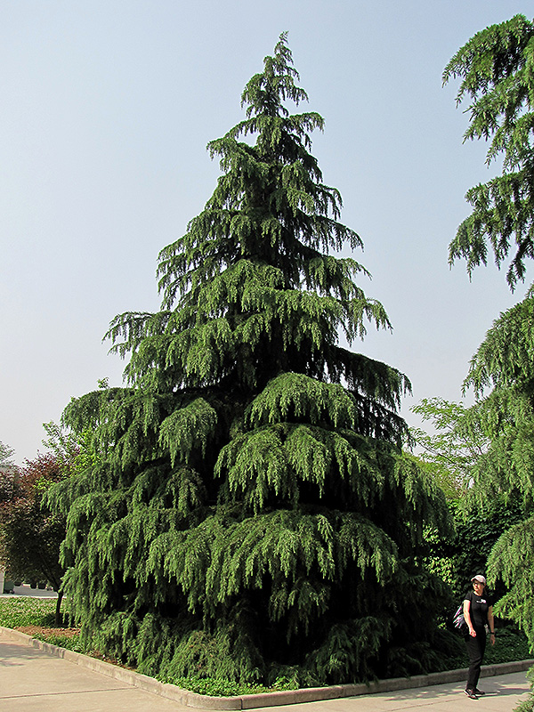 Kashmir Deodar Cedar (Cedrus deodara 'Kashmir') at Glenwild Garden Center
