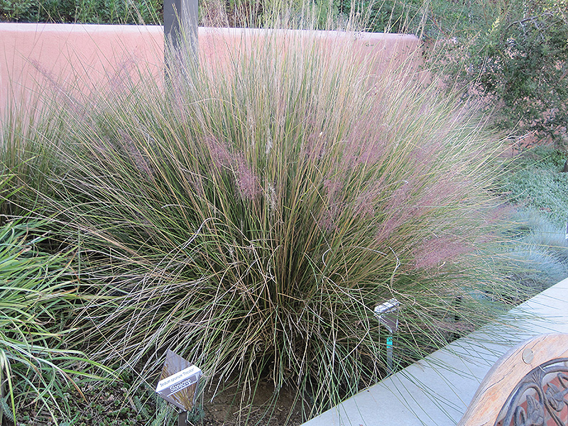 Pink Muhly Grass (Muhlenbergia capillaris 'Pink Muhly') at Glenwild Garden Center