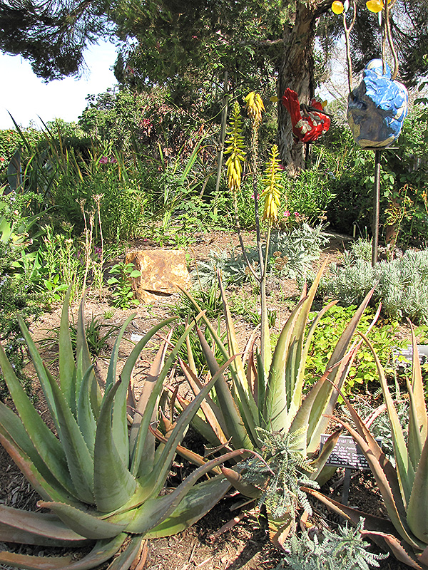 Aloe Vera Barbadensis (Aloe vera 'Barbadensis') at Glenwild Garden Center