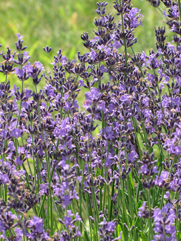 English Lavender (Lavandula angustifolia) at Glenwild Garden Center