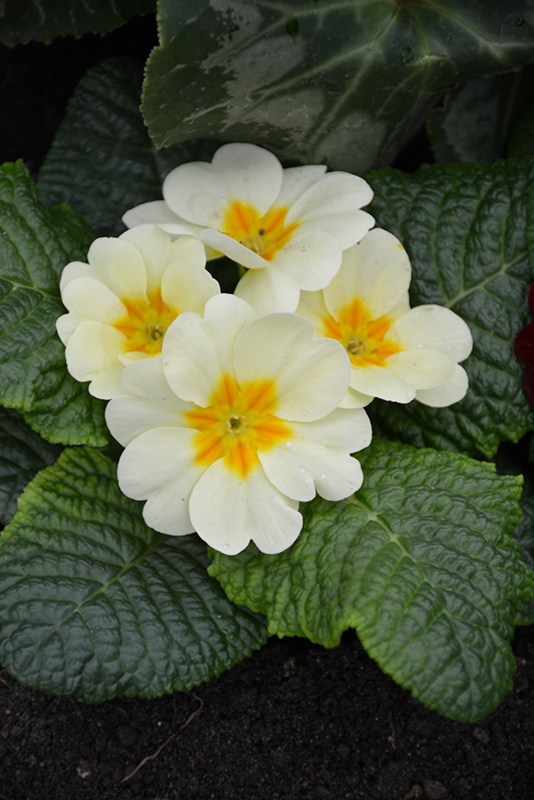 Cream English Primrose (Primula vulgaris 'Cream') at Glenwild Garden Center