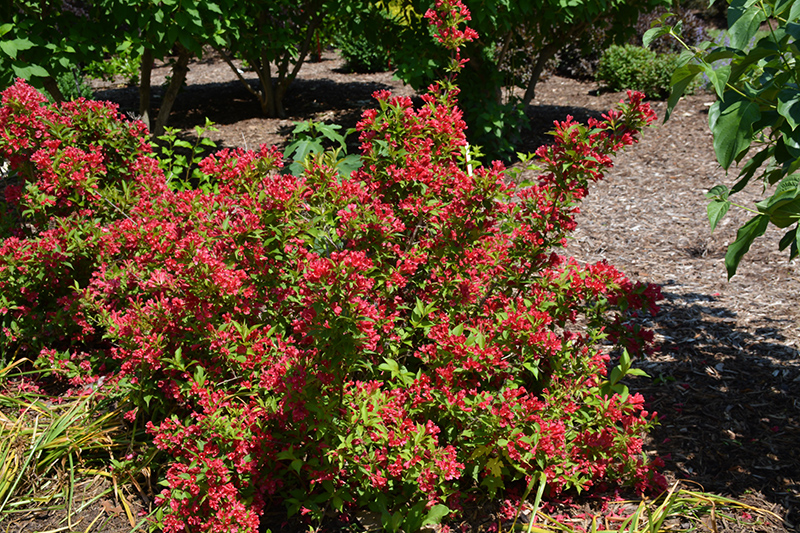 Sonic Bloom Red Reblooming Weigela (Weigela florida 'Verweig 6') at Glenwild Garden Center