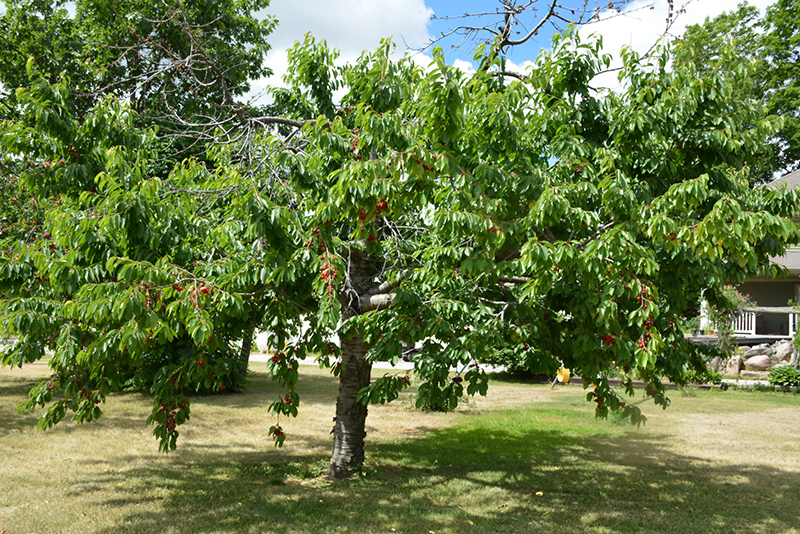 Bing Cherry (Prunus avium 'Bing') at Glenwild Garden Center