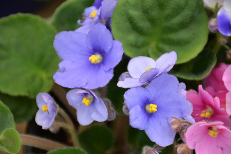 Rob's Twinkle Blue African Violet (Saintpaulia 'Rob's Twinkle Blue') at Glenwild Garden Center