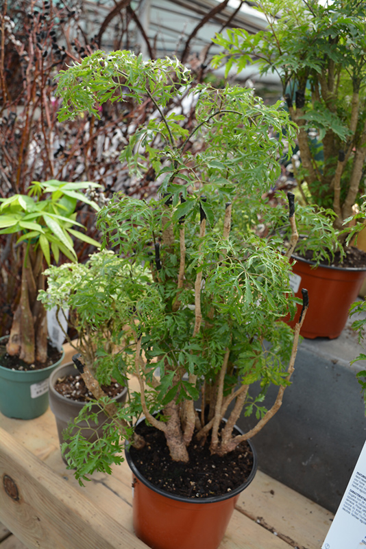 Ming Aralia (Polyscias fruticosa) at Glenwild Garden Center