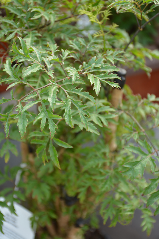 Ming Aralia (Polyscias fruticosa) at Glenwild Garden Center
