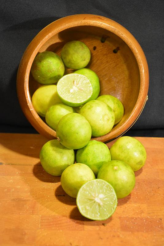 Key Lime (Citrus aurantifolia) at Glenwild Garden Center